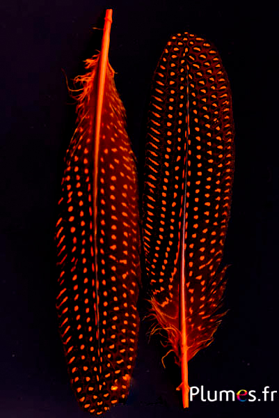 Pintade - 16-20 cm - orange